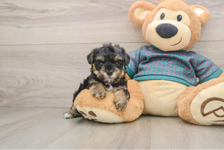 Best Yorkie Poo Baby