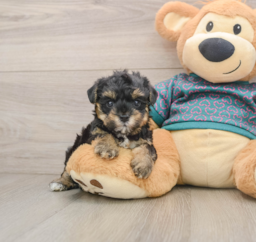 7 week old Yorkie Poo Puppy For Sale - Windy City Pups