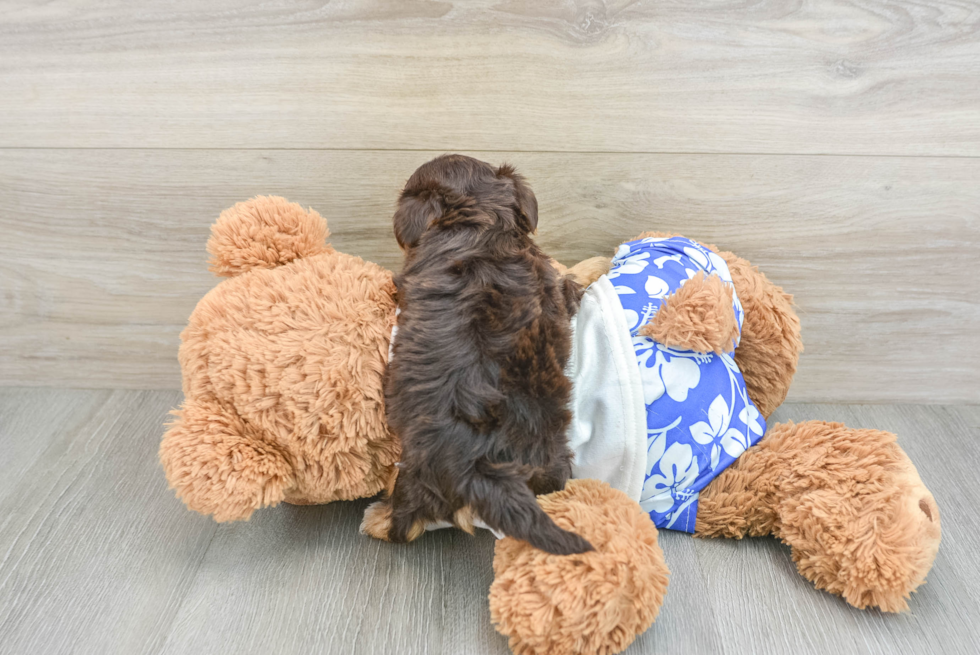 Hypoallergenic Yorkie Doodle Poodle Mix Puppy