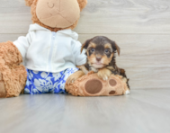 11 week old Yorkie Poo Puppy For Sale - Windy City Pups