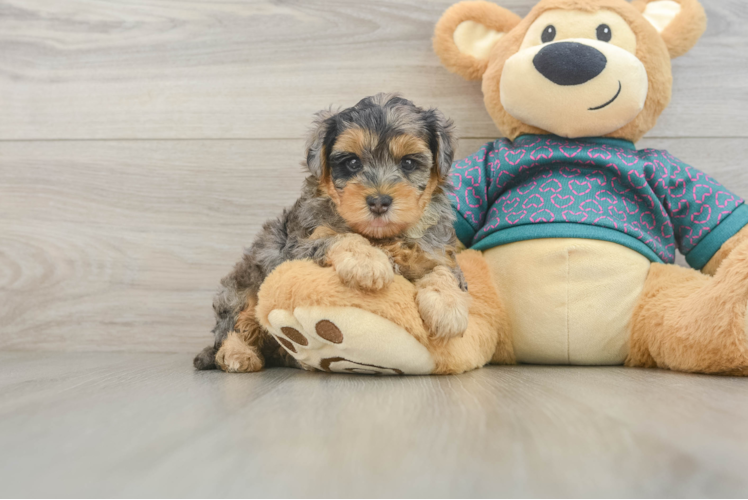 Little Yorkie Poodle Mix Poodle Mix Puppy