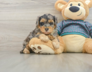 7 week old Yorkie Poo Puppy For Sale - Windy City Pups