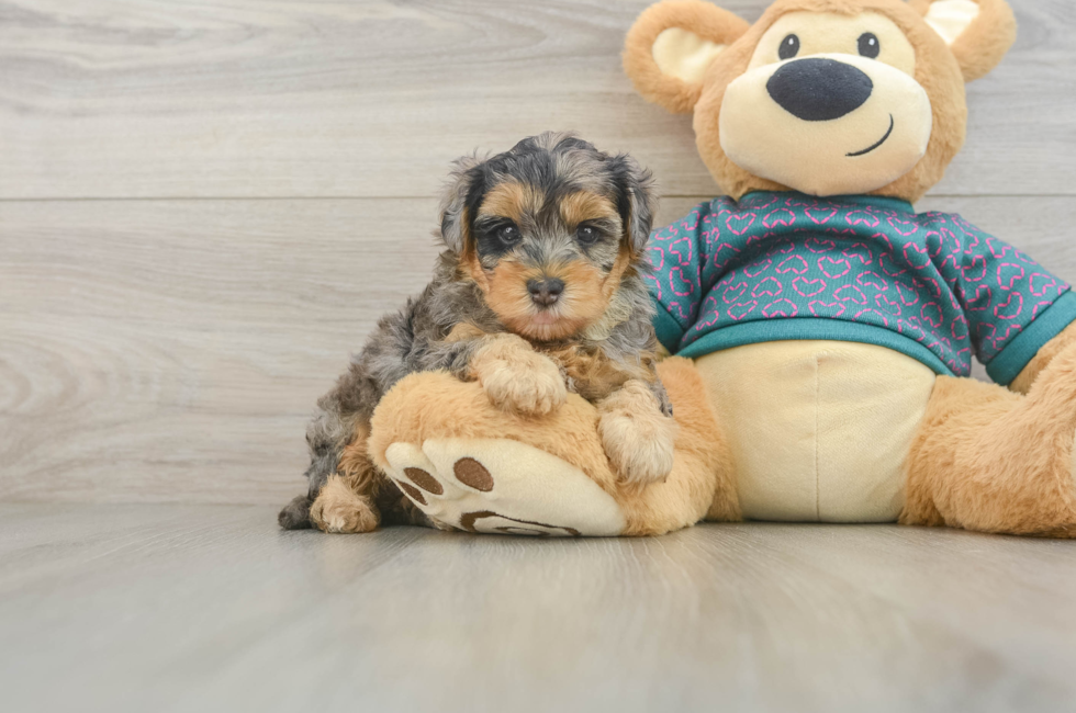 5 week old Yorkie Poo Puppy For Sale - Windy City Pups