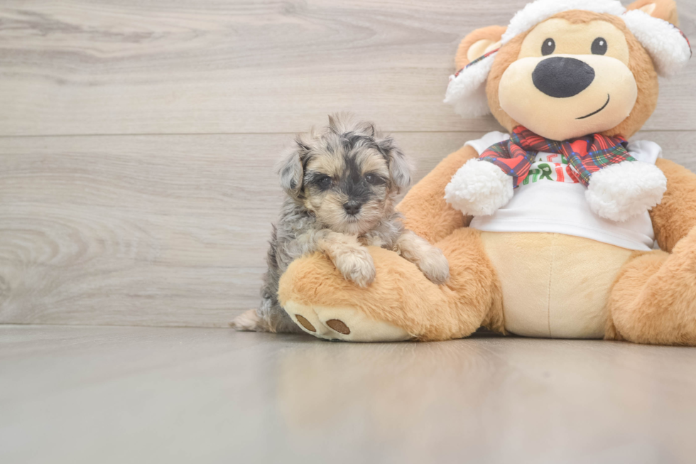 Small Yorkie Poo Baby