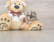 9 week old Yorkie Poo Puppy For Sale - Windy City Pups