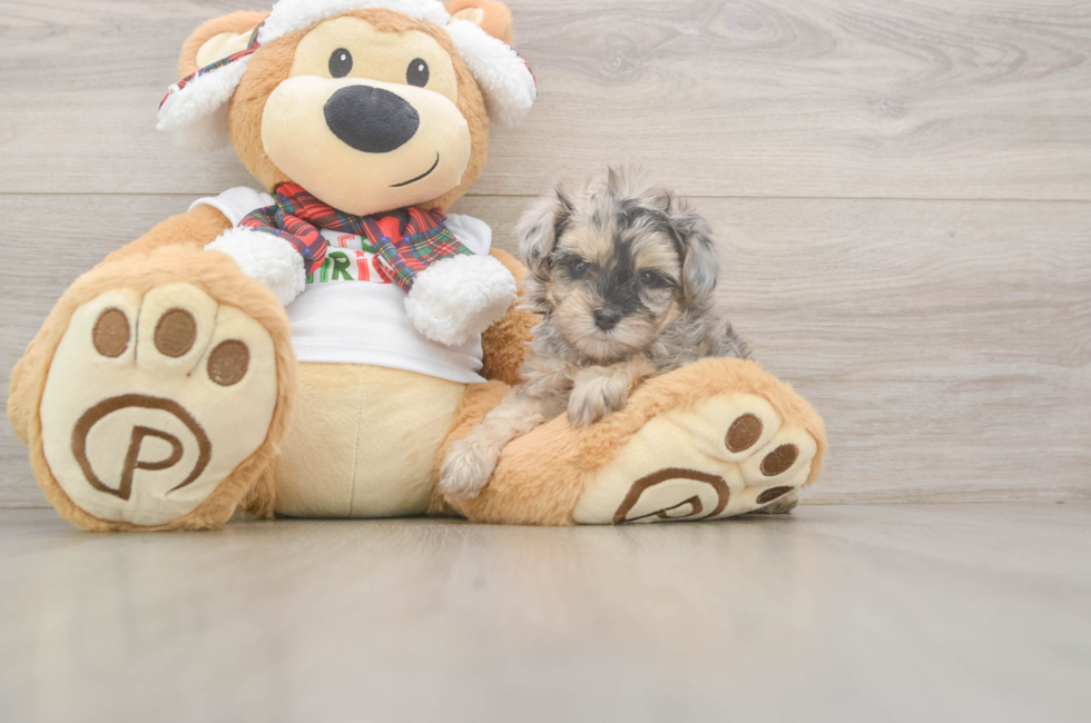 5 week old Yorkie Poo Puppy For Sale - Windy City Pups