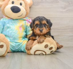 5 week old Yorkie Poo Puppy For Sale - Windy City Pups