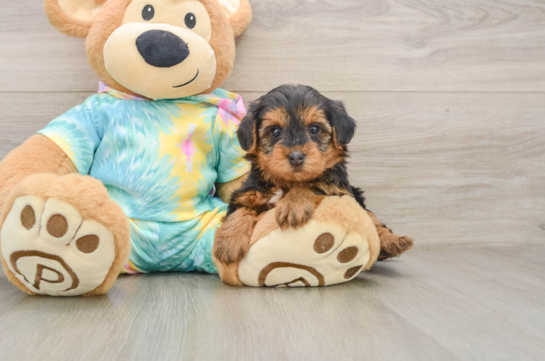 Friendly Yorkie Poo Baby