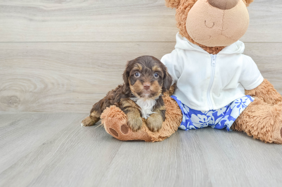 6 week old Yorkie Poo Puppy For Sale - Windy City Pups