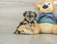 6 week old Yorkie Poo Puppy For Sale - Windy City Pups