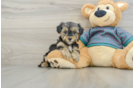 Funny Yorkie Poo Poodle Mix Pup