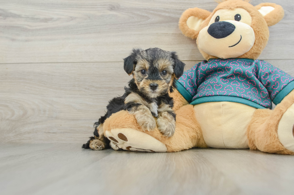 5 week old Yorkie Poo Puppy For Sale - Windy City Pups