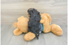 Cute Yorkie Poo Baby