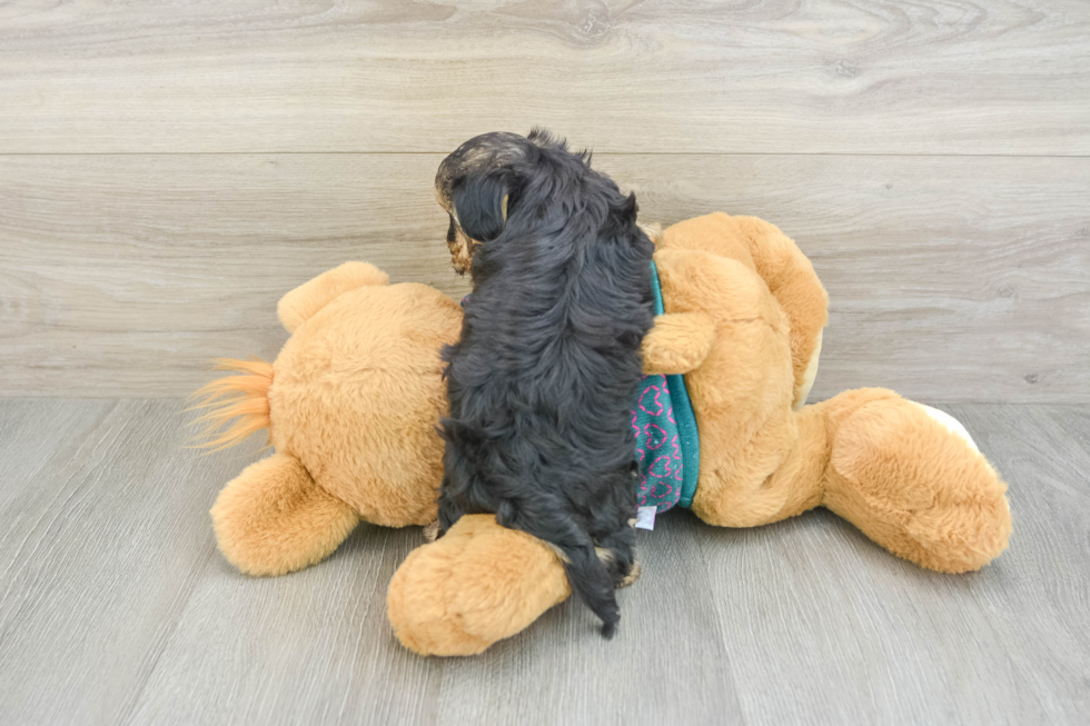 Cute Yorkie Poo Baby
