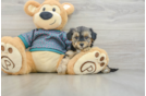 Best Yorkie Poo Baby