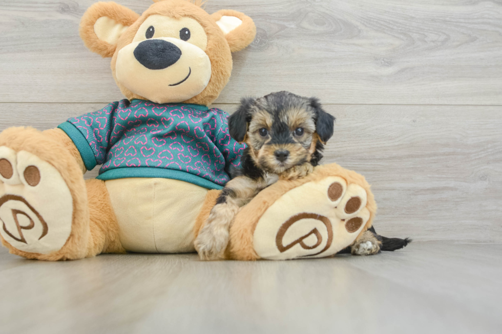 Best Yorkie Poo Baby