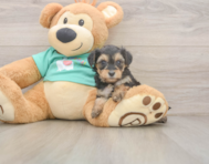 8 week old Yorkie Poo Puppy For Sale - Windy City Pups