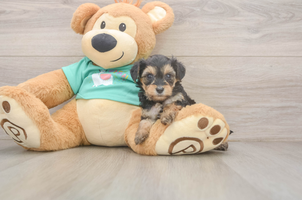6 week old Yorkie Poo Puppy For Sale - Windy City Pups
