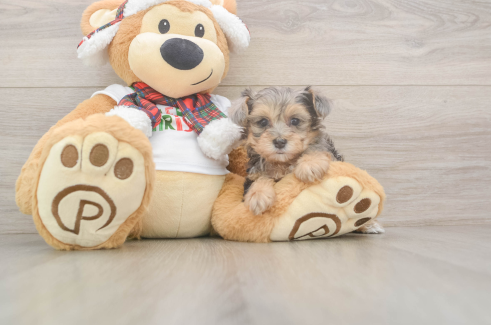 5 week old Yorkie Poo Puppy For Sale - Windy City Pups