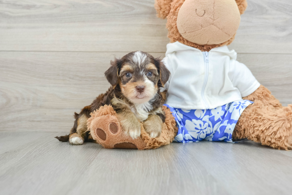 Hypoallergenic Yorkie Doodle Poodle Mix Puppy