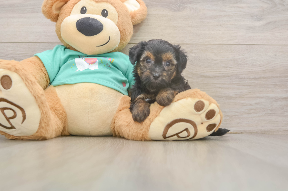 6 week old Yorkie Poo Puppy For Sale - Windy City Pups