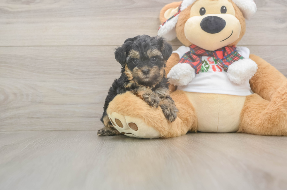 5 week old Yorkie Poo Puppy For Sale - Windy City Pups