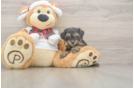 Cute Yorkie Poo Baby