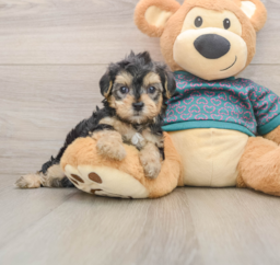 7 week old Yorkie Poo Puppy For Sale - Windy City Pups