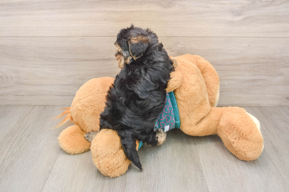 Funny Yorkie Poo Poodle Mix Pup