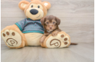 Yorkie Poo Pup Being Cute