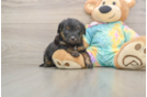 Yorkie Poo Puppy for Adoption