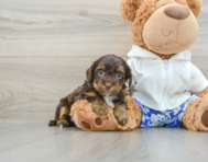 6 week old Yorkie Poo Puppy For Sale - Windy City Pups
