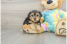 Sweet Yorkie Poo Baby