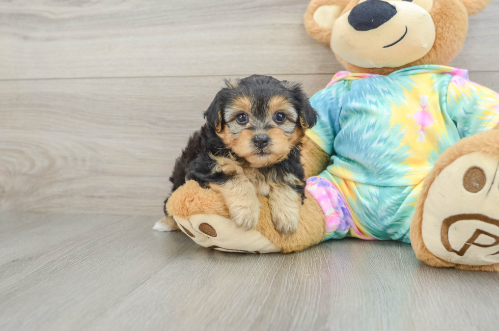 5 week old Yorkie Poo Puppy For Sale - Windy City Pups