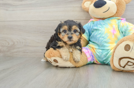 Sweet Yorkie Poo Baby