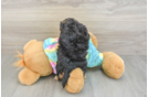 Little Yorkie Poodle Mix Poodle Mix Puppy