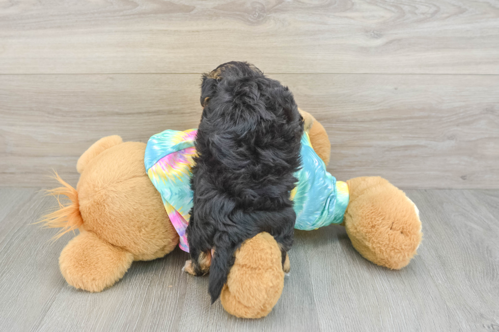 Little Yorkie Poodle Mix Poodle Mix Puppy