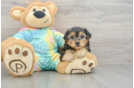 Playful Yo Yo Poo Poodle Mix Puppy