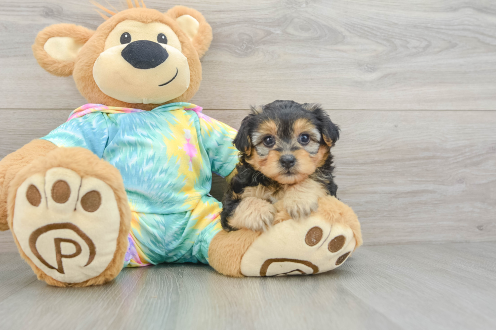Playful Yo Yo Poo Poodle Mix Puppy