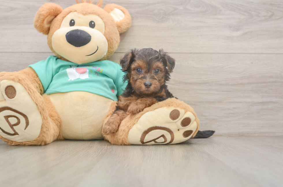 6 week old Yorkie Poo Puppy For Sale - Windy City Pups