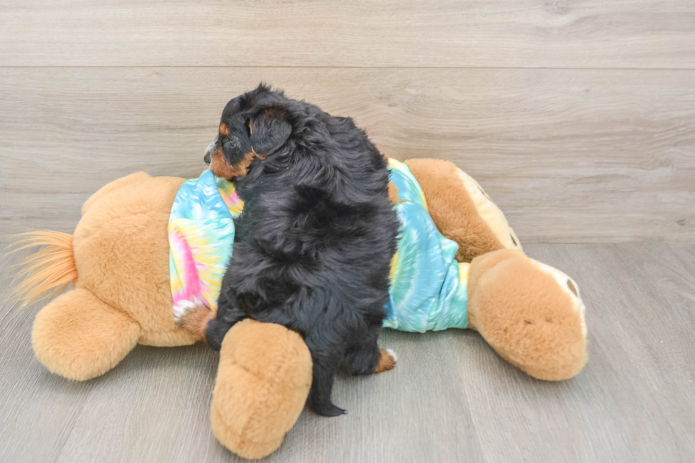 Yorkie Poo Puppy for Adoption