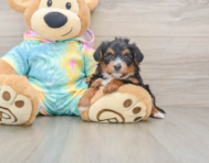 8 week old Yorkie Poo Puppy For Sale - Windy City Pups