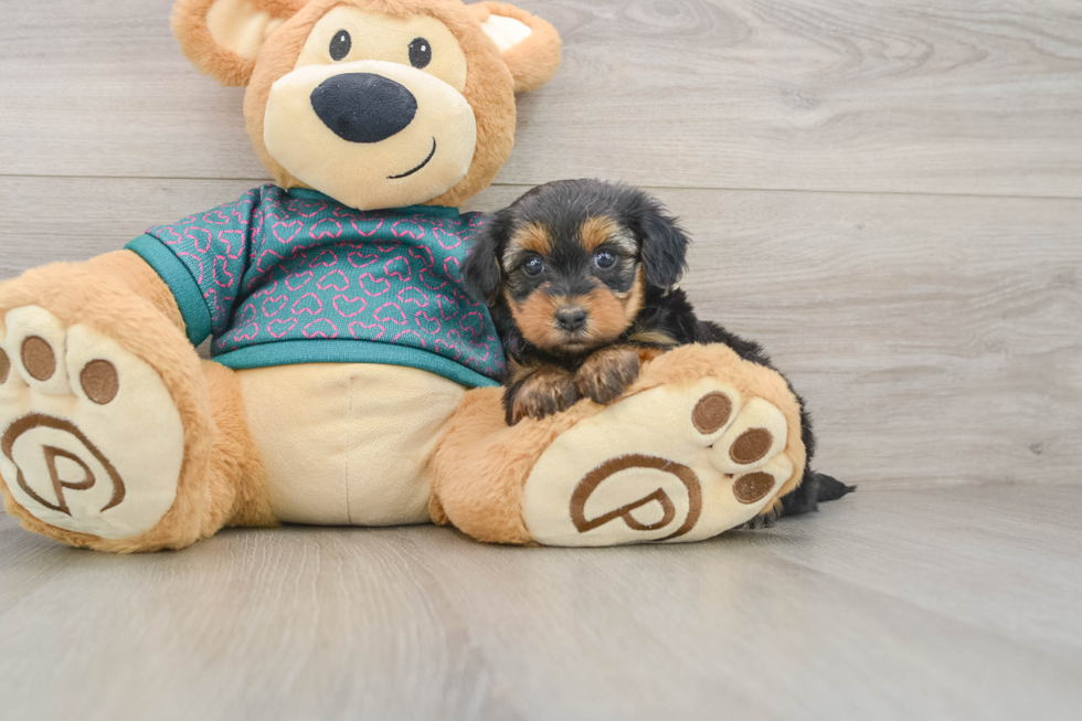Yorkie Poo Puppy for Adoption