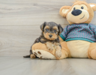 6 week old Yorkie Poo Puppy For Sale - Windy City Pups