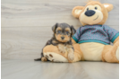 Petite Yorkie Poo Poodle Mix Pup