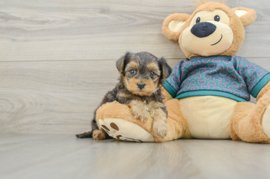 Petite Yorkie Poo Poodle Mix Pup