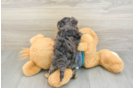 Yorkie Poo Puppy for Adoption
