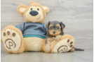 Yorkie Poo Puppy for Adoption