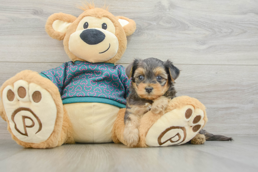 Yorkie Poo Puppy for Adoption