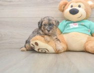 8 week old Yorkie Poo Puppy For Sale - Windy City Pups